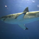 SoCal Shark Attack Near Trestles Maims Woman Swimming