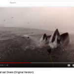 Watch This Man Almost Get Swallowed by a Hungry Whale