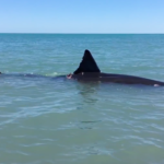 This Huge Great White Shark Got Stuck in 3 Feet of Water