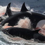 KILLER WHALES ARE KILLING GREAT WHITES OFF CAPE TOWN