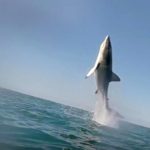 Kelly Slater Encounters Great White While Surfing Lowers